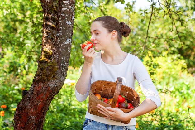 Concetto di giardinaggio e agricoltura. Cestino della holding del lavoratore agricolo della giovane donna che seleziona i pomodori organici maturi freschi in giardino. Prodotti in serra. Produzione alimentare vegetale