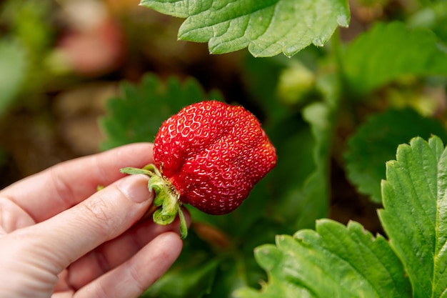 Concetto di giardinaggio e agricoltura Donna lavoratrice agricola mano raccolta fragola rossa matura in giardino wo