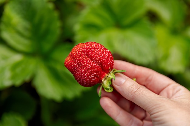 Concetto di giardinaggio e agricoltura Donna lavoratrice agricola raccolta a mano fragola rossa matura in giardino Donna che raccoglie fragole frutti di bosco in campo azienda agricola Eco sano concetto di cibo biologico coltivato in casa