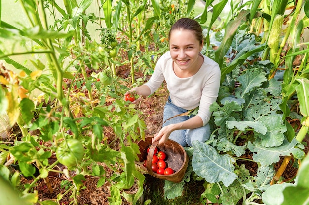 Concetto di giardinaggio e agricoltura. Lavoratore agricolo della giovane donna con il cestino che seleziona i pomodori organici maturi freschi. Prodotti in serra. Produzione alimentare vegetale. Pomodoro che cresce in serra