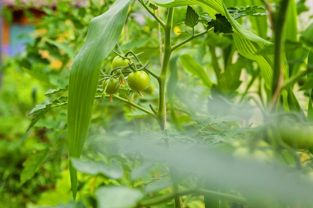 Concetto di giardinaggio e agricoltura. Pomodori biologici che crescono in serra. Prodotti in serra. Produzione di alimenti vegetali.