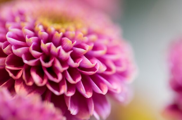 concetto di giardinaggio, fiori, floristica, vacanze e flora - primo piano di bellissimi crisantemi rosa