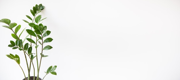 Concetto di giardinaggio Foto verticale di una pianta d'appartamento Zamioculcas che cresce in un vaso bianco Banner posto per il testo