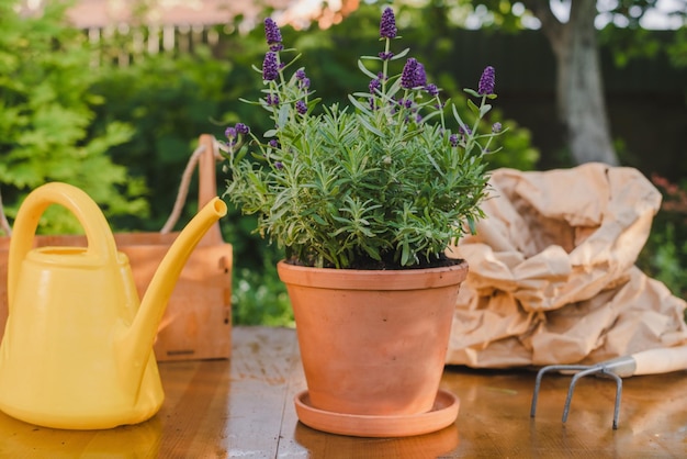Concetto di giardinaggio Pianta di lavanda in vaso e oggetti da piantare sul tavolo nel giardino sul retro