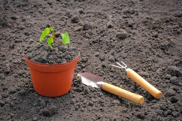 Concetto di giardinaggio Pianta giovane in una pentola e attrezzi da giardino su uno sfondo della terra Agricoltura