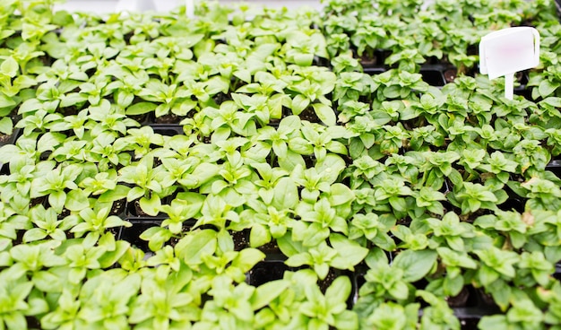 concetto di giardinaggio, piante, agricoltura e botanica - primo piano di piantine in serra agricola