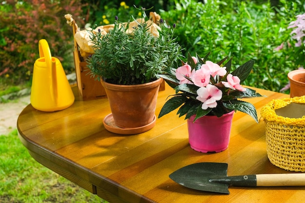 Concetto di giardinaggio Piante fiorite in vaso e oggetti per piantare nel giardino sul retro