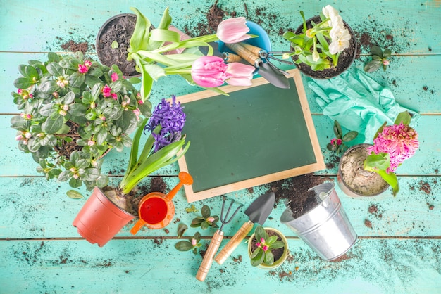 Concetto di giardinaggio primaverile. Attrezzi da giardinaggio, erbe e piante sul tavolo di legno azzurro. Il giardino all'aperto di primavera funziona concetto. Disposizione piatta, vista dall'alto