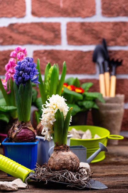 Concetto di giardinaggio primaverile con fiori che sbocciano