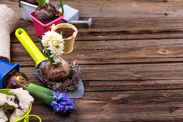 Concetto di giardinaggio primaverile con fiori che sbocciano