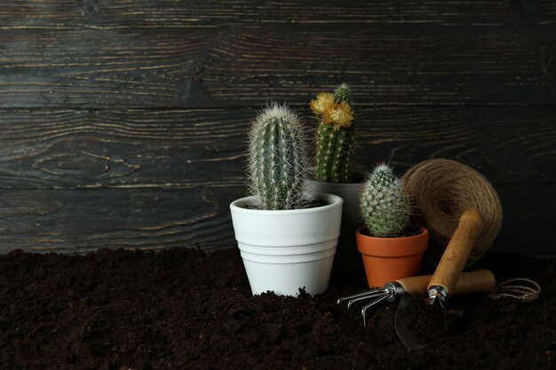 Concetto di giardinaggio sullo sfondo del suolo