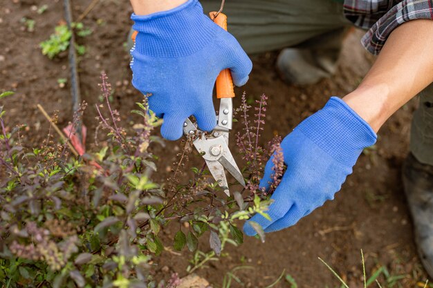 Concetto di giardinaggio un agricoltore che raccoglie la prole ritagliando le parti richieste delle colture.