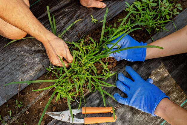 Concetto di giardinaggio un giardiniere maschio che pulisce l'area intorno all'orto rimuovendo le erbacce.