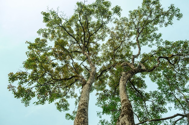 Concetto di Giornata della Terra con sfondo foresta tropicale naturale con albero a baldacchino