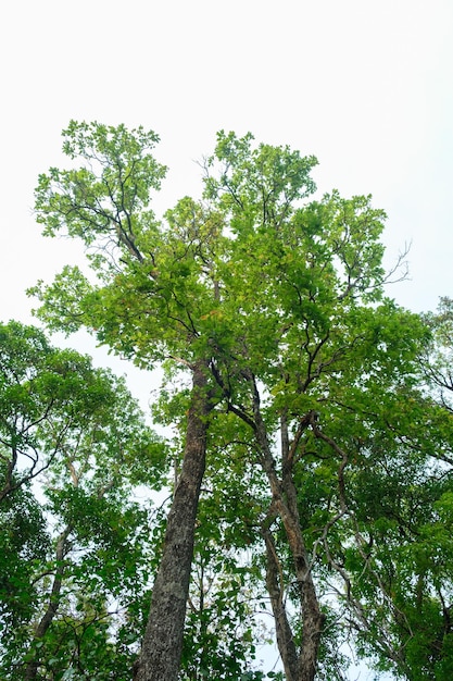 Concetto di Giornata della Terra con sfondo foresta tropicale naturale con albero a baldacchino