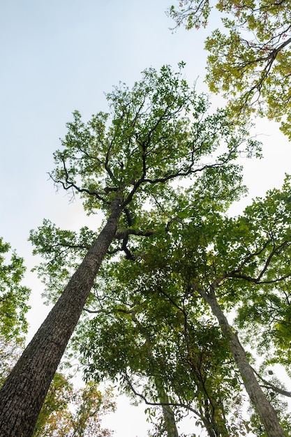 Concetto di Giornata della Terra con sfondo foresta tropicale naturale con albero a baldacchino