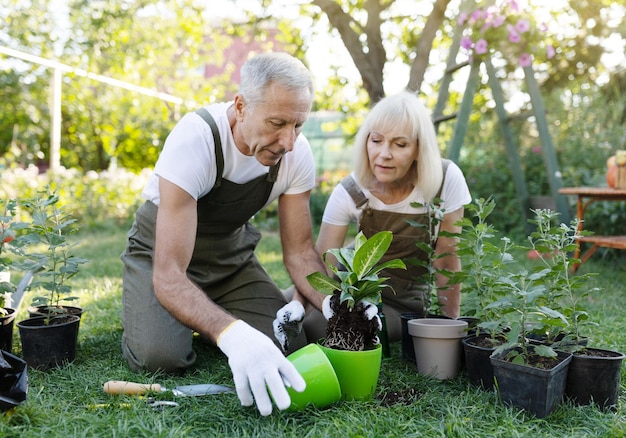 Concetto di hobby di famiglia felice coniugi senior piante da vaso in giardino seduto sul cortile prendersi cura