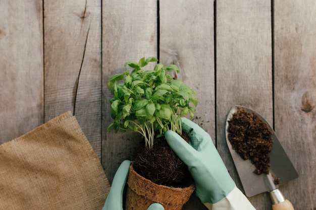 Concetto di hobby di giardinaggio. Mani che tengono eco pentola con pianta verde, pala su una superficie di legno.