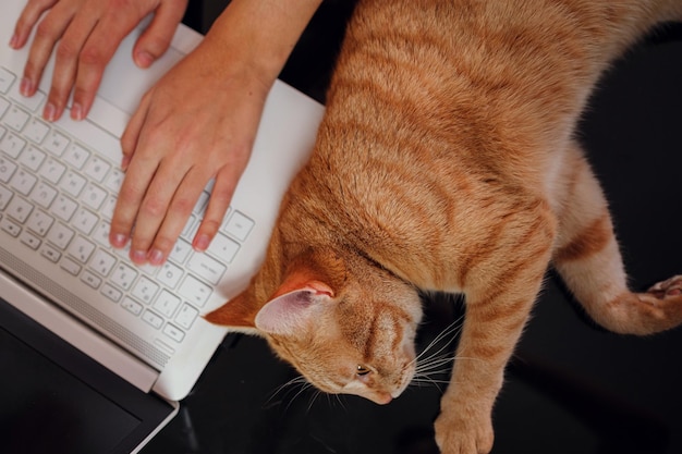 Concetto di lavoro computer e difficoltà del gatto e gioie del lavoro da casa