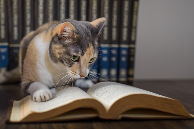Concetto di lettura Giornata mondiale del libro Gatto con libri intorno che fingono di leggere