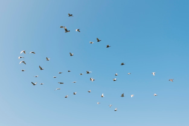 Concetto di libertà con uccelli in volo