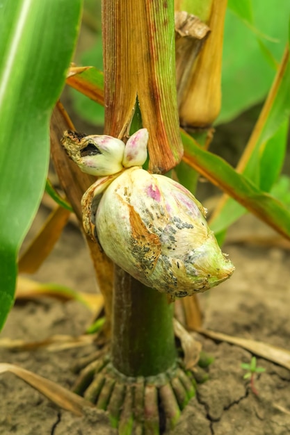 concetto di malattia del mais. il mais avariato cresce in un campo di grano