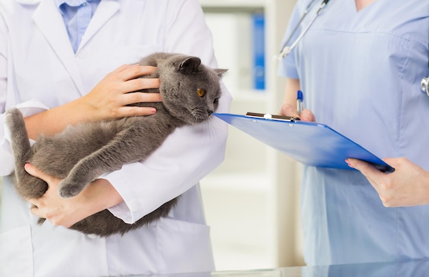 concetto di medicina, animale domestico, animali, assistenza sanitaria e persone - primo piano del medico veterinario con gatto britannico e assistente con appunti che prendono appunti alla clinica veterinaria