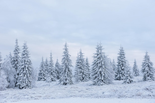 Concetto di Natale degli alberi di pino invernale