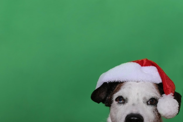 Concetto di natale e capodanno con il cane che indossa il cappello di babbo natale su sfondo verde solido