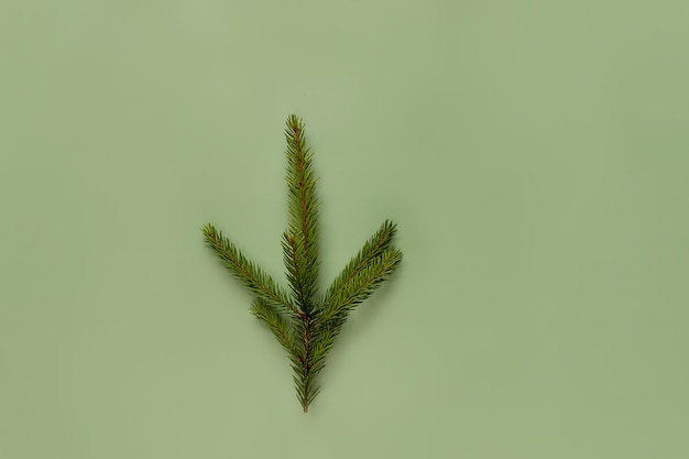 Concetto di Natale e Capodanno. Ramo di abete rosso su sfondo verde.