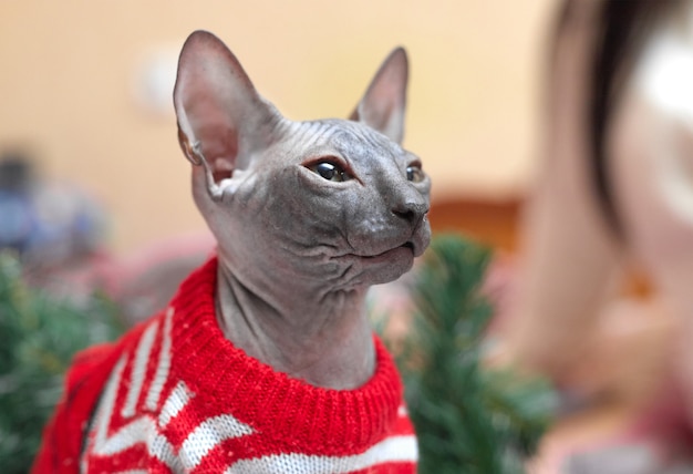 Concetto di Natale, gatto Sphynx in una giacca rossa vicino all'albero di Natale, copie di spazio. Foto di alta qualità