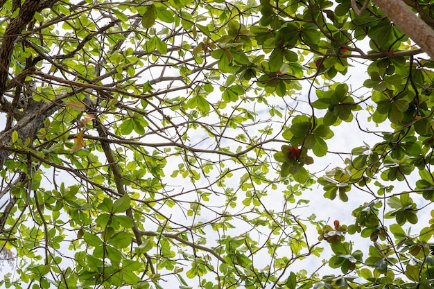 Concetto di natura di vacanza di viaggio Alzando gli alberi al vento con il cielo Foresta tropicale