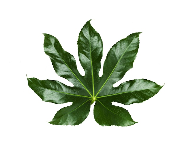 concetto di natura, organico e botanica - foglie verdi su sfondo bianco