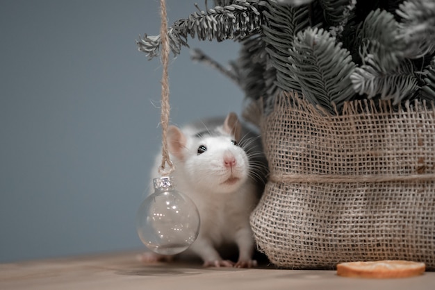 Concetto di nuovo anno. Simpatico ratto domestico bianco con decorazioni di Capodanno. Il simbolo del 2020 è un topo