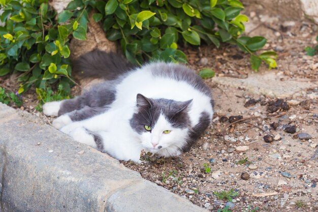 Concetto di obesità - gatto pigro grasso bianco in strada.