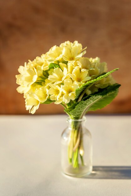Concetto di pasqua. Bouquet di Primula Primula con fiori gialli in vaso di vetro