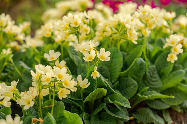 Concetto di Pasqua Primula primula con fiori gialli in aiuola in primavera natura ispiratrice