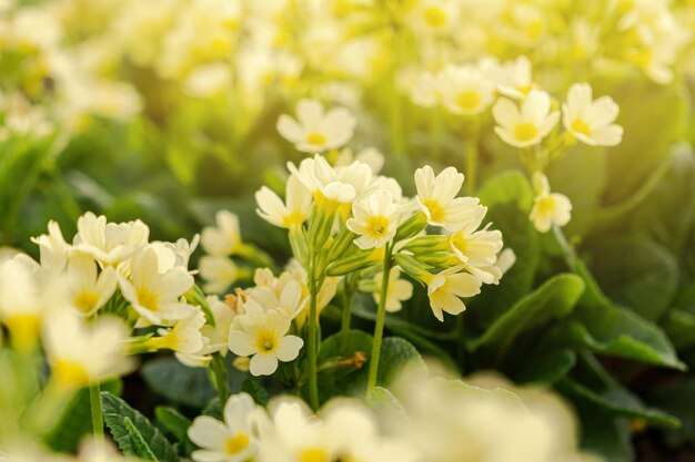 Concetto di Pasqua Primula primula con fiori gialli in aiuola in primavera natura ispiratrice