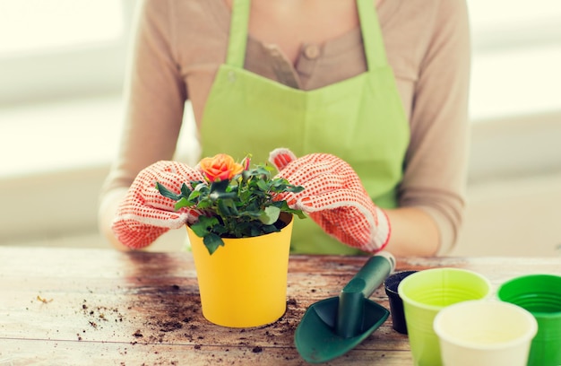 concetto di persone, giardinaggio, piantagione di fiori e professione - primo piano di mani di donna o giardiniere che piantano rose in vaso di fiori a casa