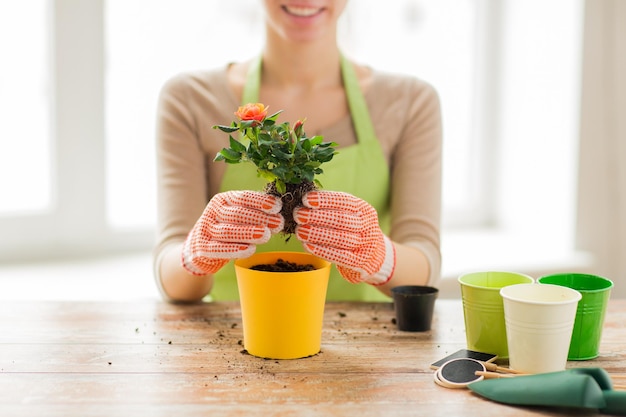 concetto di persone, giardinaggio, piantagione di fiori e professione - primo piano di mani di donna o giardiniere che piantano rose in vaso di fiori a casa