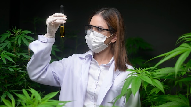 Concetto di piantagione di cannabis per uso medico, uno scienziato che tiene una provetta in una fattoria di cannabis