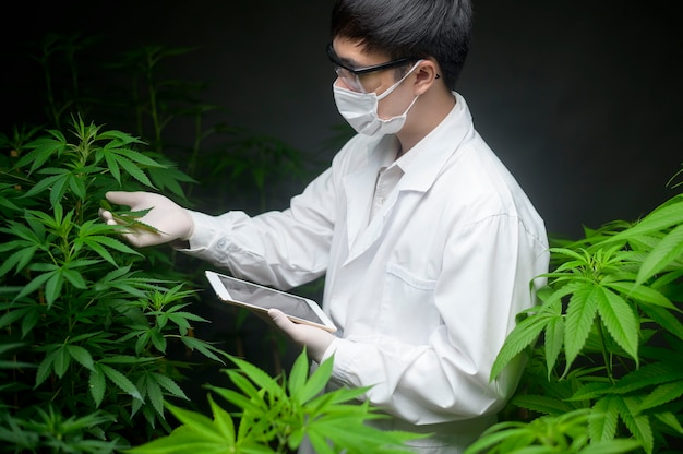 Concetto di piantagione di cannabis per uso medico, uno scienziato che utilizza tablet per raccogliere dati sulla fattoria indoor di cannabis sativa