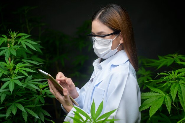 Concetto di piantagione di cannabis per uso medico, uno scienziato che utilizza tablet per raccogliere dati sulla fattoria indoor di cannabis