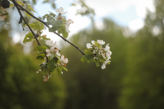 Concetto di primavera con ramo di albero in fiore da sfondo sfocato