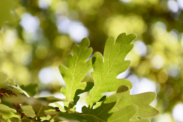 Concetto di primavera o estate: la bellezza delle foglie verdi su sfondo sfocato.