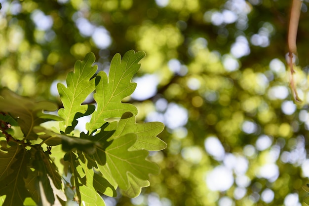 Concetto di primavera o estate: la bellezza delle foglie verdi su sfondo sfocato.