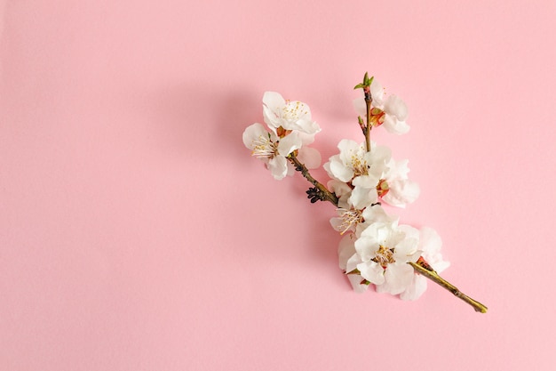 Concetto di primavera. Un ramo di albicocca su uno sfondo rosa.