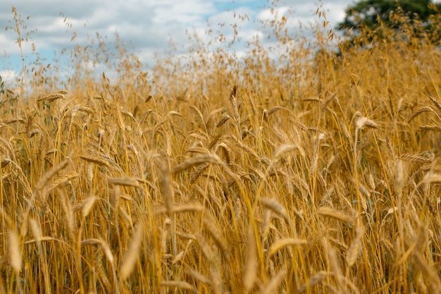 Concetto di raccolto del paesaggio del campo di grano dorato