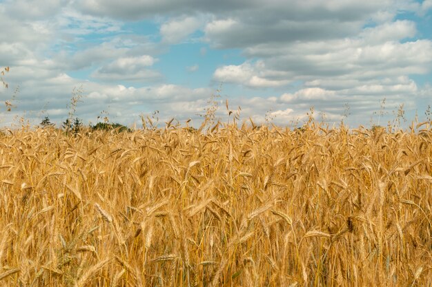 Concetto di raccolto del paesaggio del campo di grano dorato