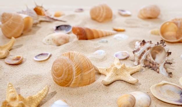 Concetto di riposo estivo viaggio in mare Stelle marine e conchiglie sulla sabbia vista dall'alto della sabbia